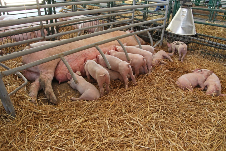 Piglets