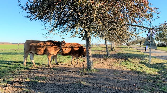 Equipes de colliers NoFence, les vaches de Florentin et Germain Genty pâturent en bord de route, sans clôture. (©TNC)