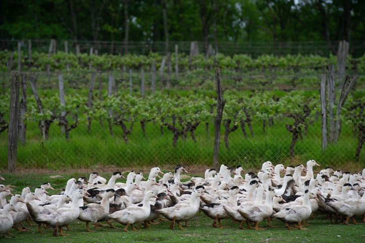 Group of white ducks breeding in a near tall grass in farm