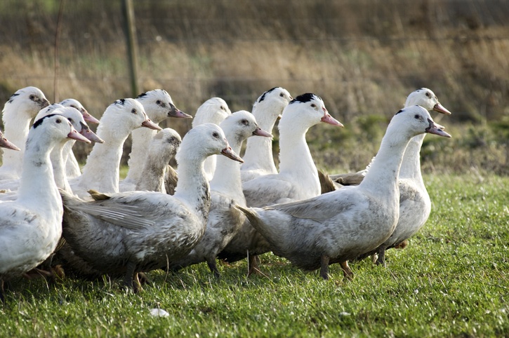 Free Range Ducks on the Farm