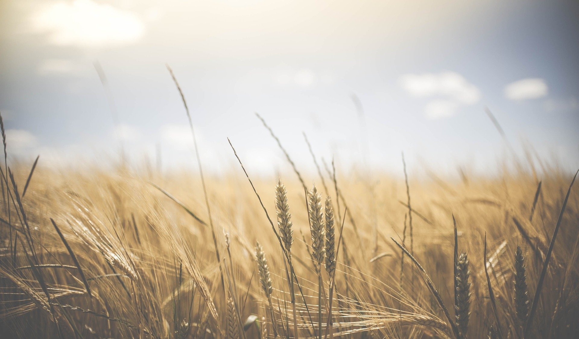 agriculture-1845835_1920