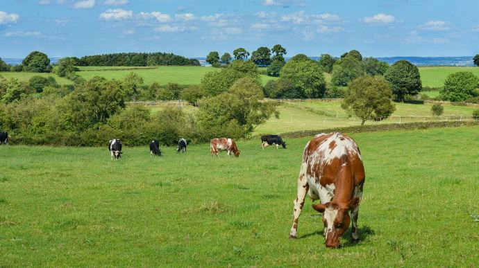 fiches_livestock-601277_1920-1