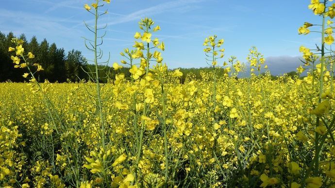 fiches_nouvelle-envolee-des-cours-du-colza-europeen-a-730-euros-la-tonne