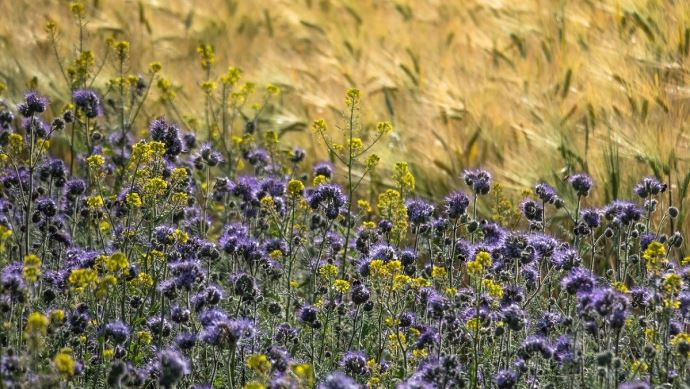 fiches_phacelia-5243705_1280