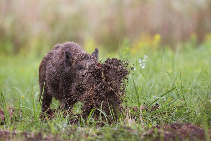 Wild boar, sus scrofa, digging on a meadow throwing mud around with its nose.