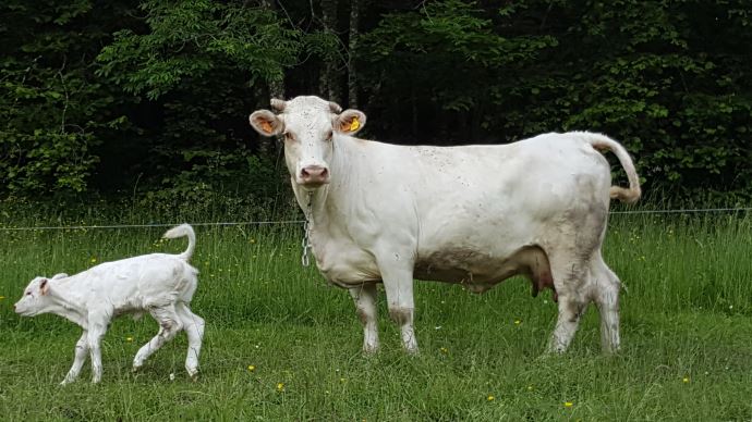 fiches_Charolais_25511-1