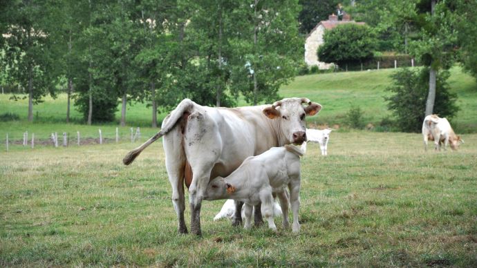 fiches_veau-charolais-1