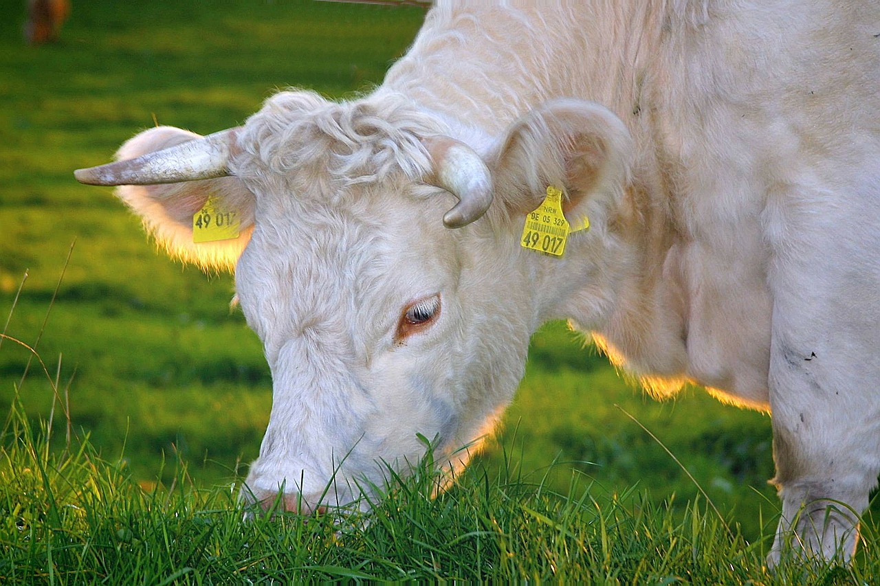 happy-cows-g1138c6037_1280