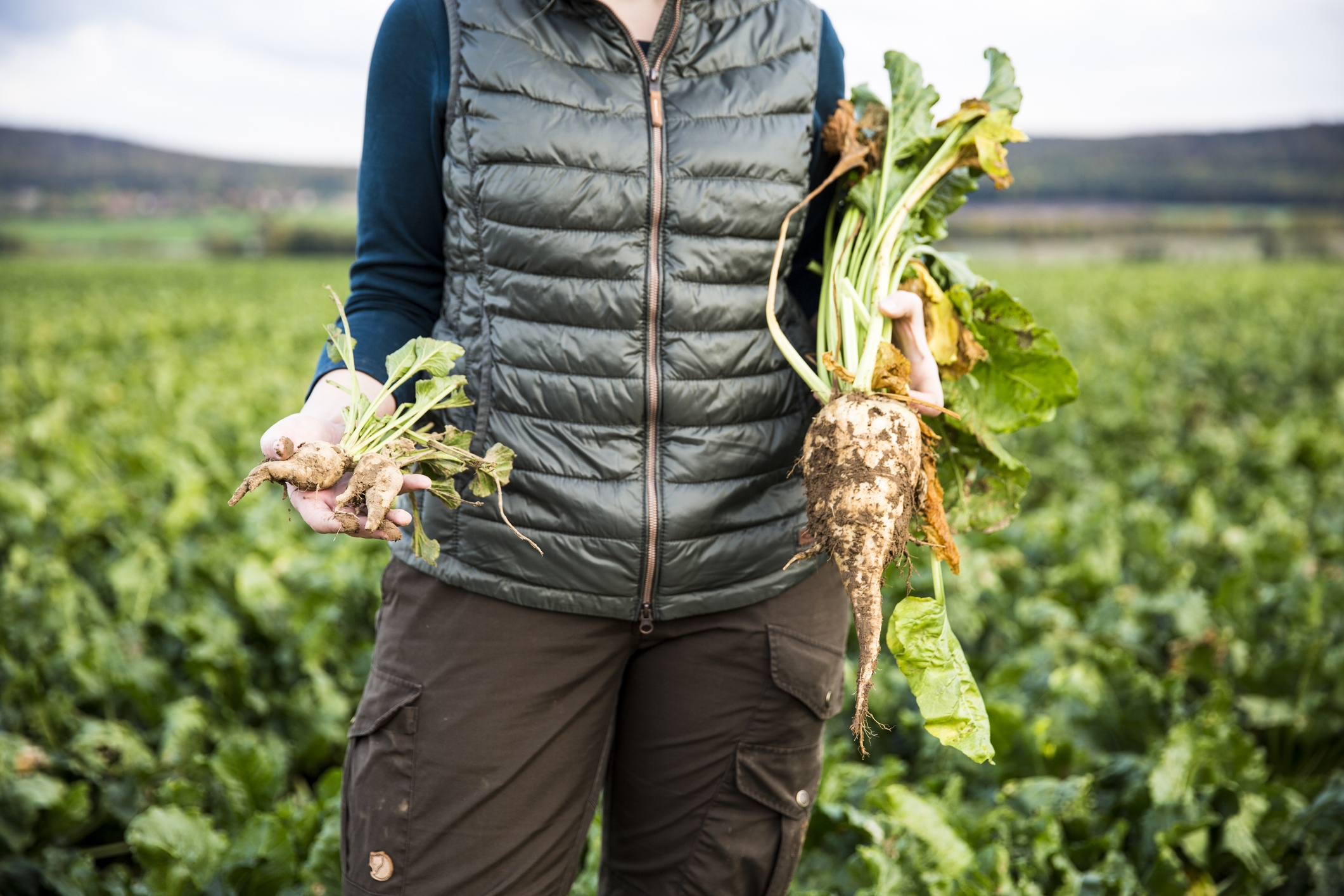 female Farmer hold big and small sugar beets in hands - close up