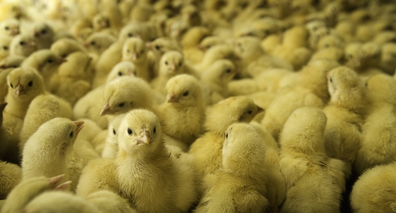 Large Group of Baby Chicks on Chicken Farm