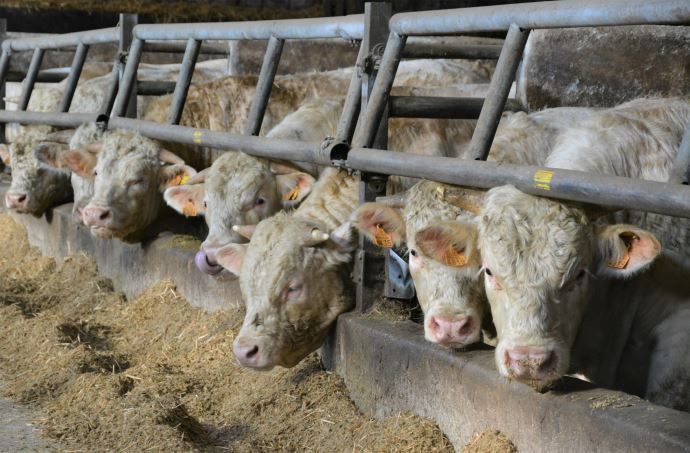 fiches_Engraissement_JB-1