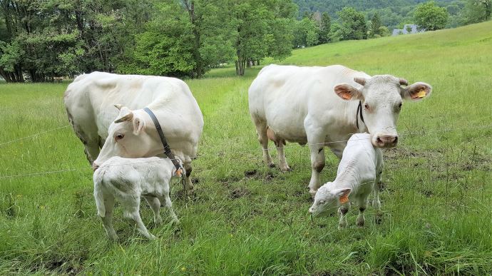 fiches_Charolais_25524b