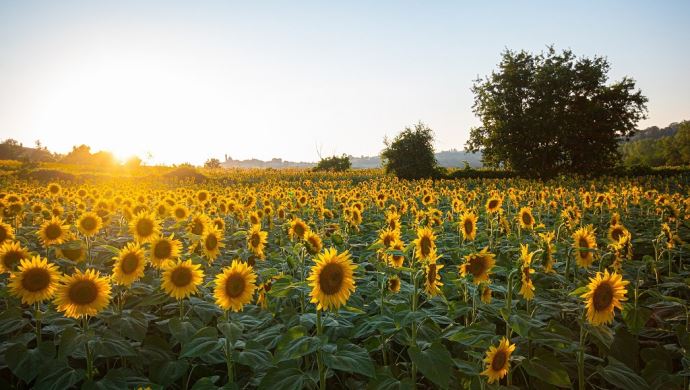 fiches_sunflowers-g0fbce04bf_1920