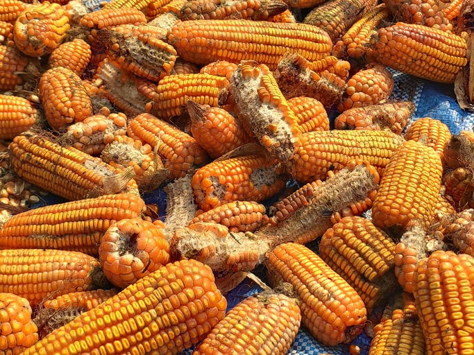 corn rot,The fungi A. flavus and A. parasiticus producer of mycotoxin in corn used for food and animal feed in storage.