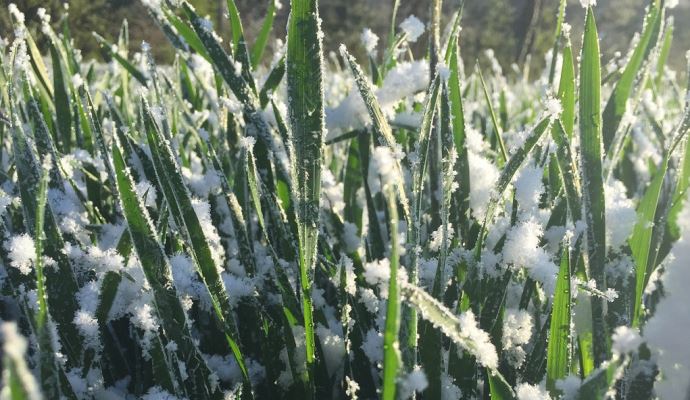 fiches_Ble_sous_la_neige