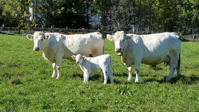 fiches_Charolais_25559-1