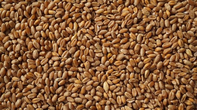 fiches_Grains_de_ble