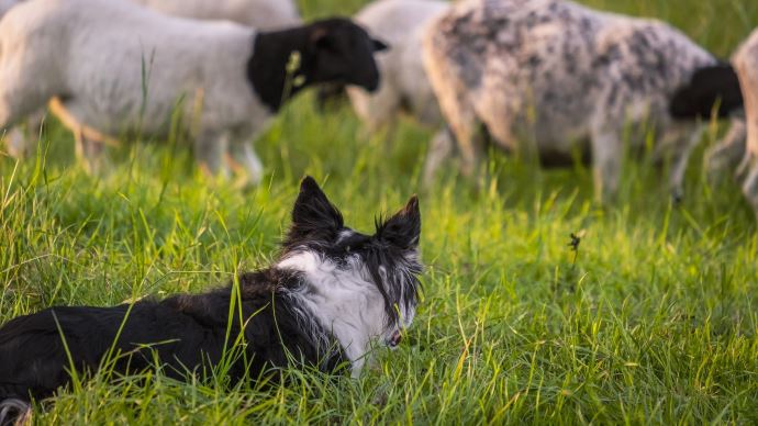 fiches_border-collie