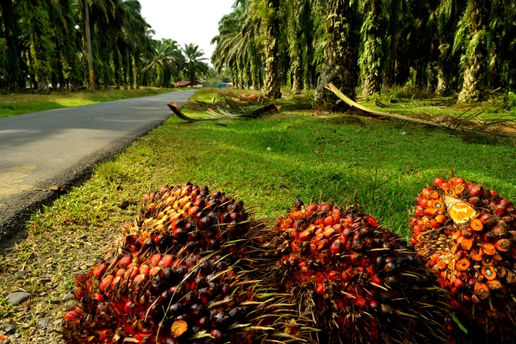 View of an oil palm plantation, after deforestation