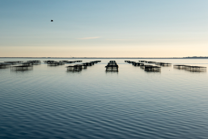oyster and mussel farming