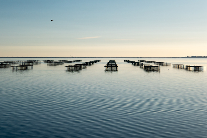 oyster and mussel farming