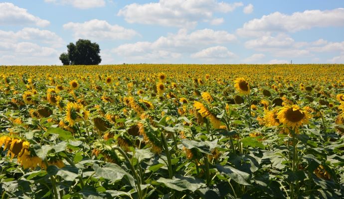 fiches_Champ_de_tournesol