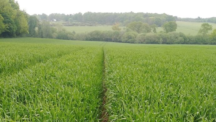 fiches_Triticale