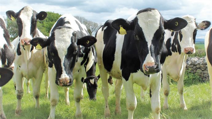 fiches_holstein-cattle-g327640f32_1920-3