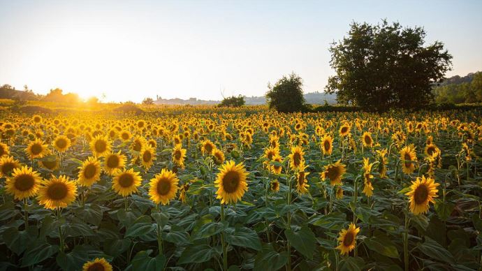 fiches_tournesols