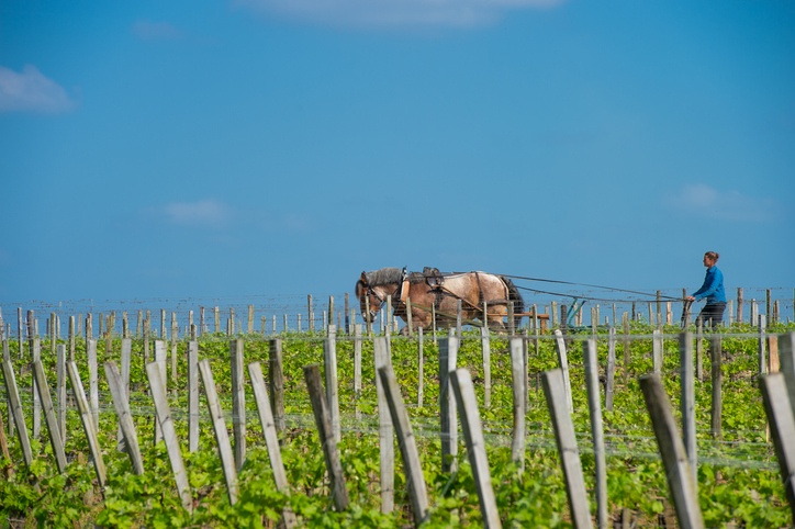 Labour Vineyard with a draft horse, Saint-Emilion, France