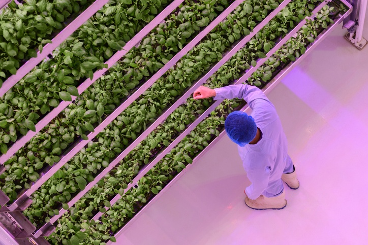 High angle view of vertical farmer checking plant growth