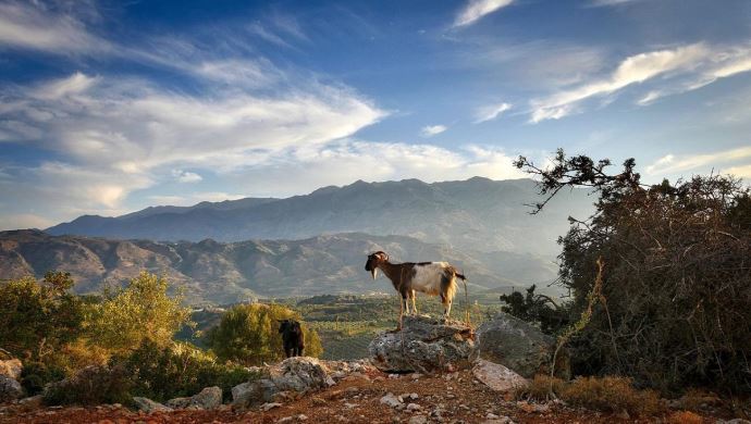 fiches_chevre_montagne