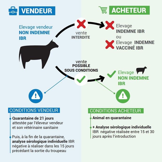 fiches_mouvement-animaux-ibr