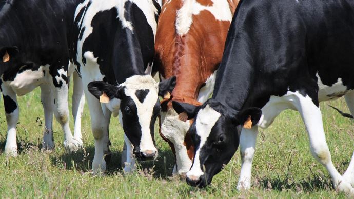 fiches_vaches_paturage_autonomie_en_proteines-1