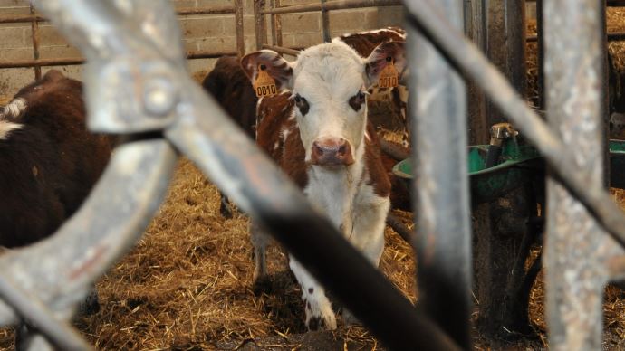 fiches_veau-boucherie-1