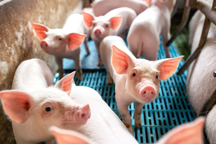 Ecological pigs and piglets at the domestic farm