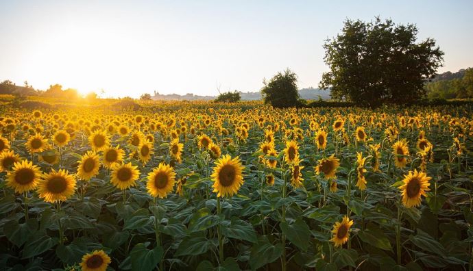 fiches_Tournesol