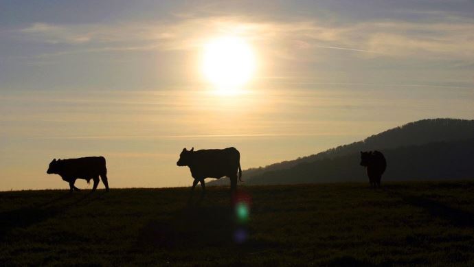 fiches_vache_soleil