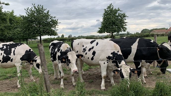 fiches_vaches-taries-genisses-en-parcours-scl-la-cordee