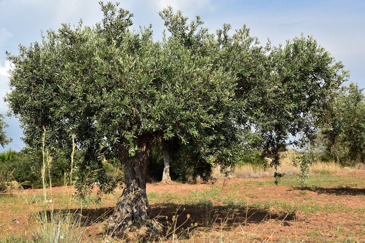 olive-tree-g3b7b4e158_1280