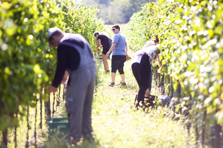 Group of People Harvesting Grape in Vineyard