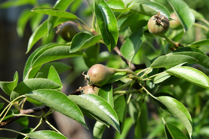 Unripe pear on a branch. Homegrown fruits.