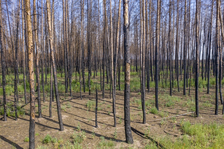 Pine forest after the fire, new grass is sprouting. Drought leading to fires.