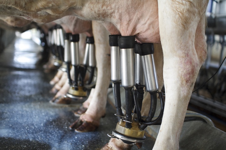 row of cows being milked