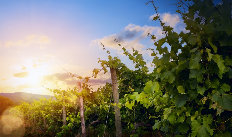 Sunrise over grape Vineyard; summer winery region morning landscape