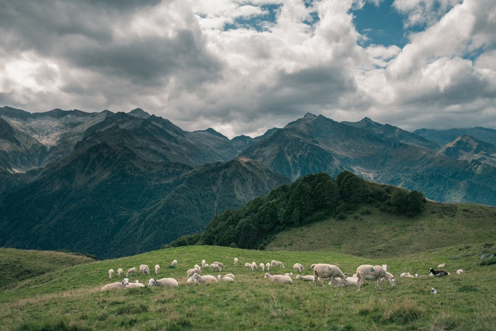 Sheeps in the french pyrenees mountains