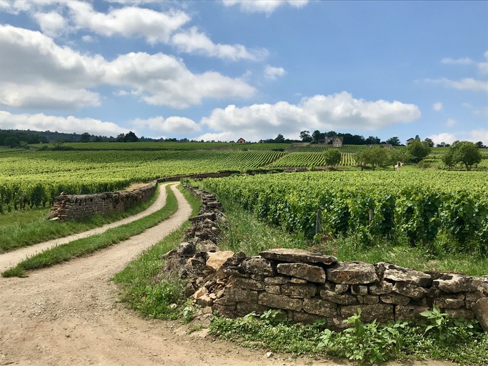France - Burgundy - vineyard