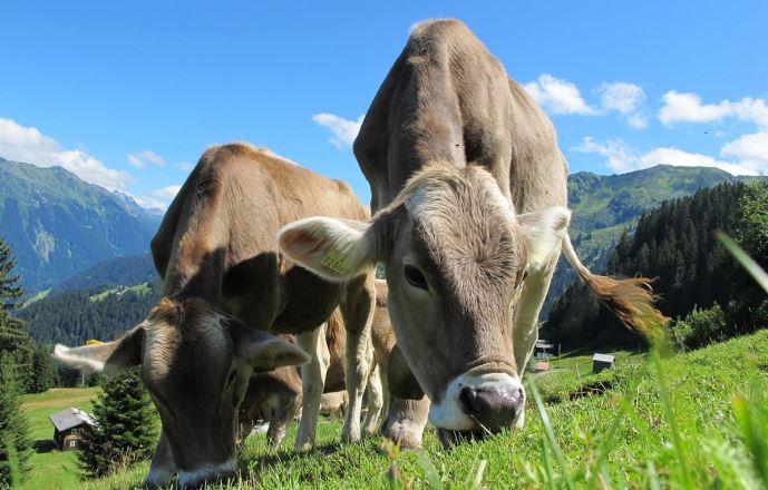 fiches_vache_prairie