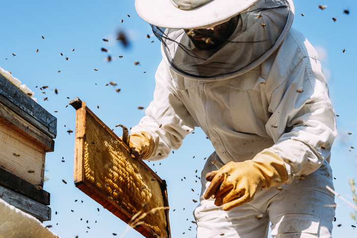 Beekeeper working collect honey.