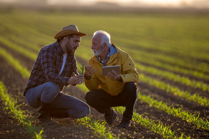 Two farmers talking in corn field in spring